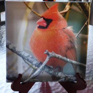 8 x 8 canvas photo of a cardinal